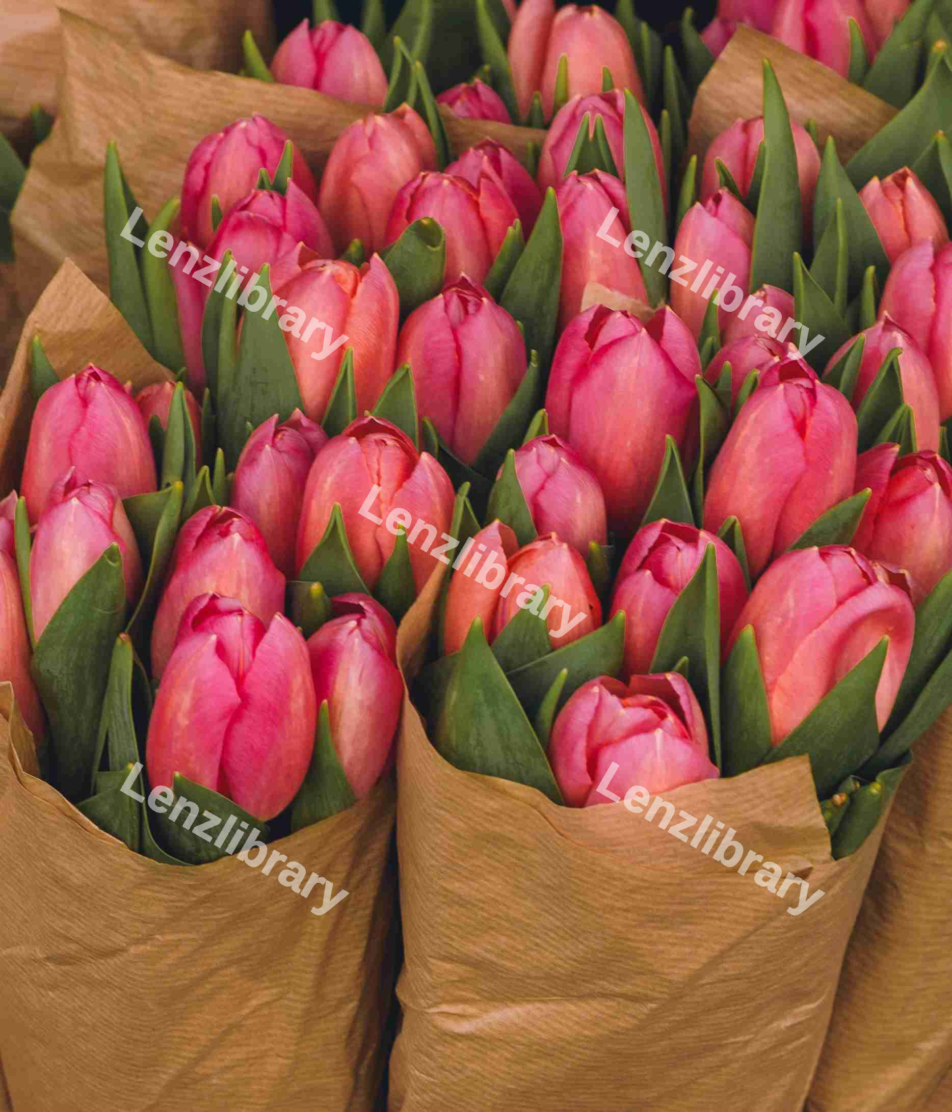 Close Up Of Pink Tulips